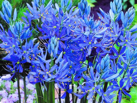 Camassia quamash ('Esculenta')