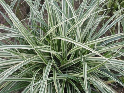 Carex  'Silver Sceptre'