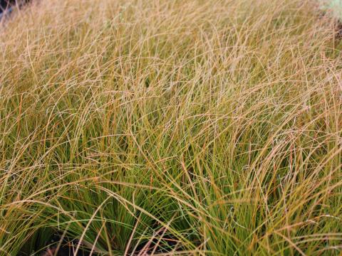 Carex testacea ('Prairie Fire')  2l.