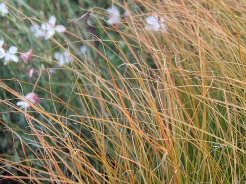 Carex testacea ('Prairie Fire')