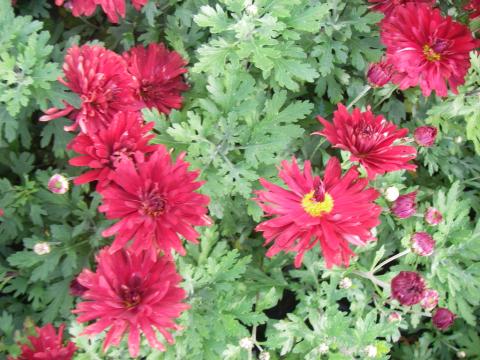 Chrysanthemum rubellum 'Duchesse of Edinburgh'