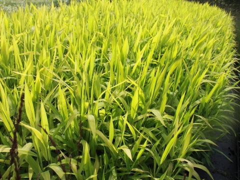 Chasmanthium latifolium