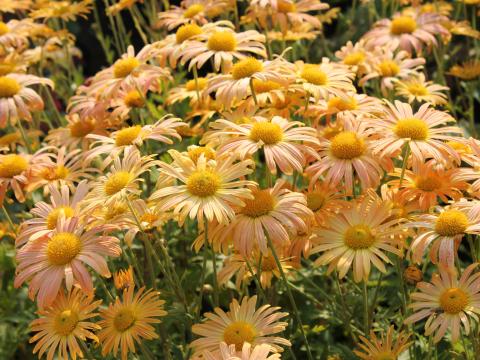 Chrysanthemum rubellum 'Mary Stoker'