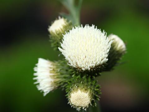 Cirsium rivulare 'Frosted Magic'