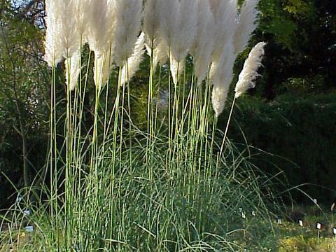 Cortaderia selloana 3l.