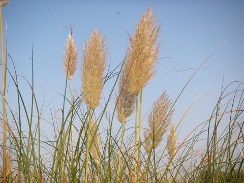 Cortaderia selloana 'Pumila'