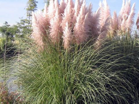 Cortaderia selloana 'Rosea' 3l.