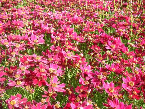 Coreopsis verticilata 'Ruby Red'