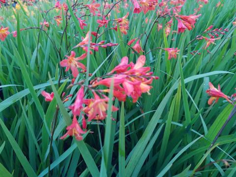 Crocosmia  'Carmine Brillant'