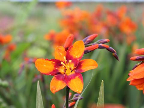 Crocosmia  'Emily Mc Kenzie'