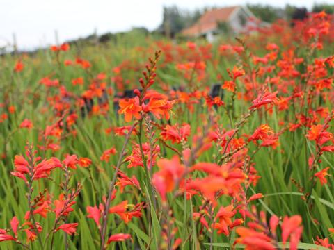 Crocosmia 'Fire King' Crocosmia 'Fire King'