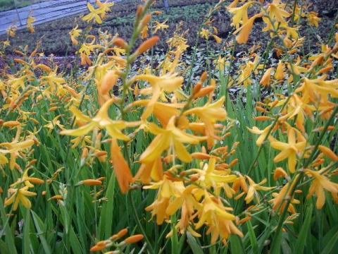 Crocosmia  'George Davidson'