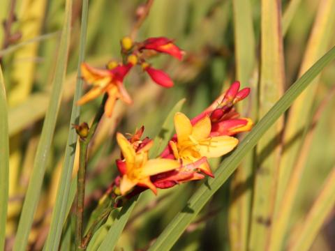 Crocosmia 'Jackanapes'