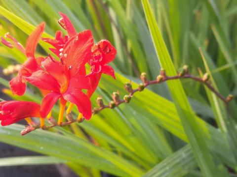 Crocosmia  'Lucifer'