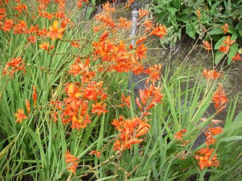 Crocosmia masoniorum