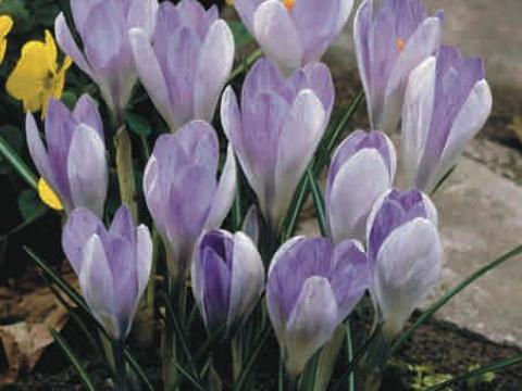 Crocus tommasinianus