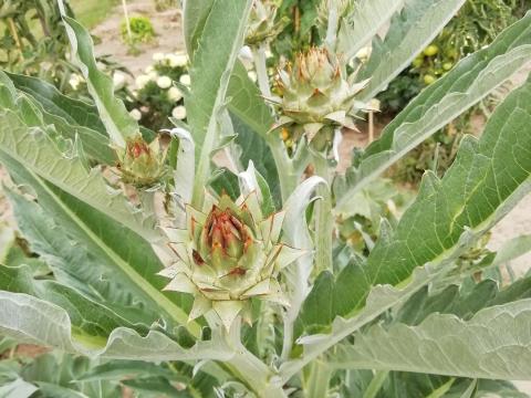 Cynara cardunculus