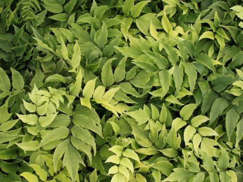 Cyrtomium fortunei 'Cliviocola'
