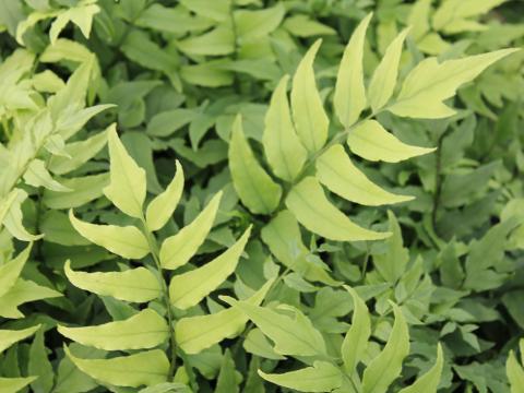 Cyrtomium fortunei Cyrtomium fortunei