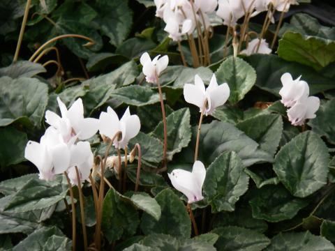 Cyclamen hederifolium 'White Pearls'