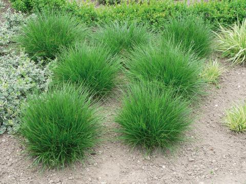 Deschampsia cespitosa