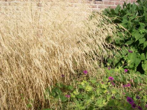 Deschampsia cespitosa 'Goldschleier'