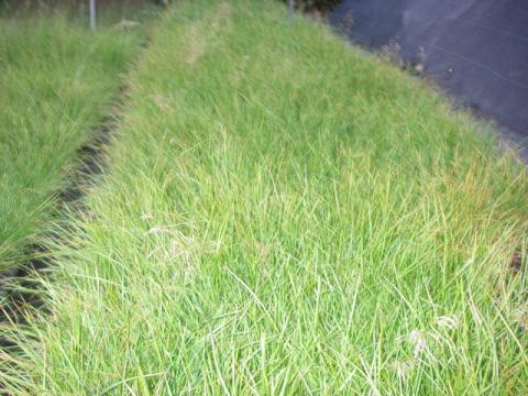 Deschampsia cespitosa 'Goldtau'