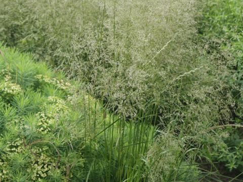 Deschampsia cespitosa 'Tardiflora'