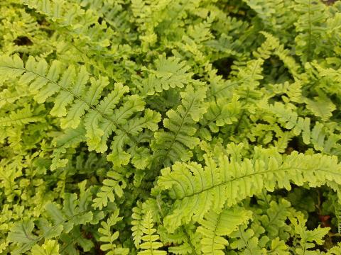 Dryopteris affinis 'Cristata' ('The King') ®