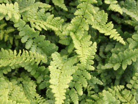 Dryopteris affinis 'Pinderi'