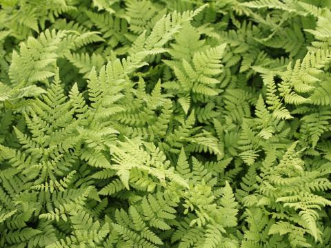 Dryopteris carthusiana