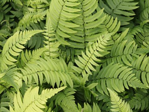 Dryopteris cycadina (atrata)