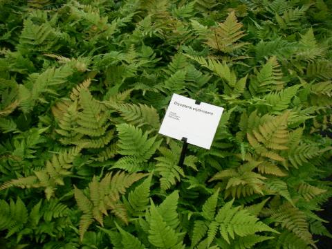 Dryopteris erythrosora