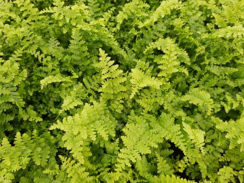 Dryopteris filix-mas 'Barnesi'