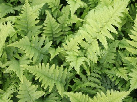 Dryopteris filix-mas