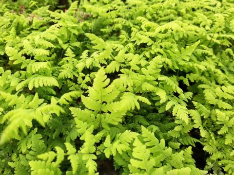 Dryopteris  'Plumosum'