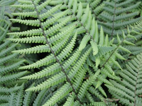 Dryopteris wallichiana