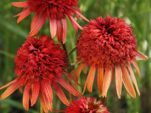 Echinacea purpurea 'Irresistible' PBR Echinacea purpurea 'Irresistible' PBR