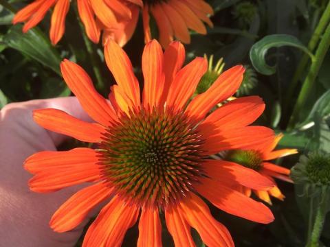 Echinacea purpurea 'Lakota Orange' ®