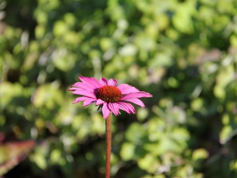 Echinacea purpurea 'Magnus Superior'
