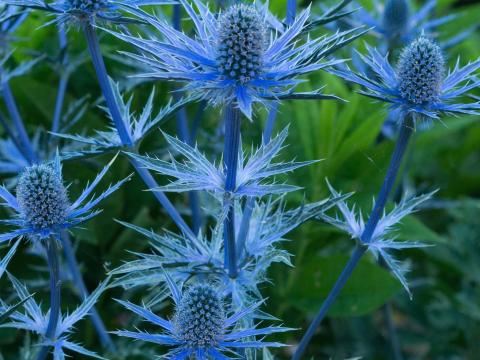 Eryngium bourgatii 'Big Blue'