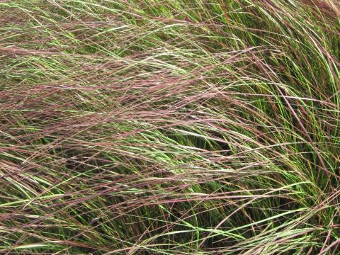 Eragrostis curvula 'Totnes Burgundy'