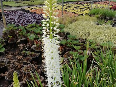 Eremurus himalaicus 3l.