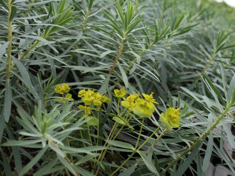 Euphorbia hybride 'Copton Ash'