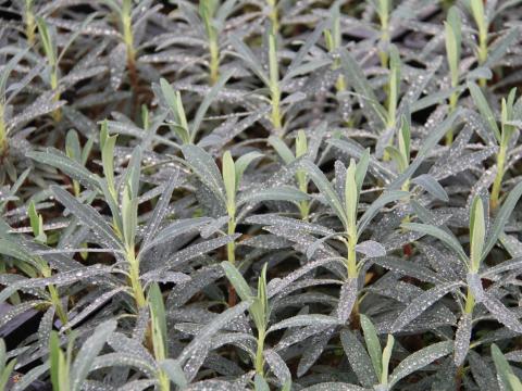 Euphorbia characias 'Blue Wonder' ®