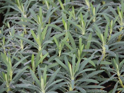 Euphorbia characias 'Purple and Gold'