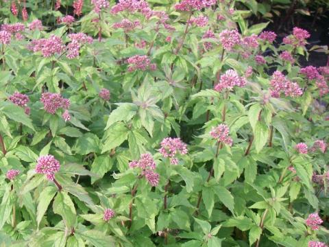 Eupatorium cannabinum 'Plenum'