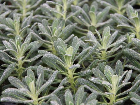 Euphorbia characias 'Portuguese Velvet'