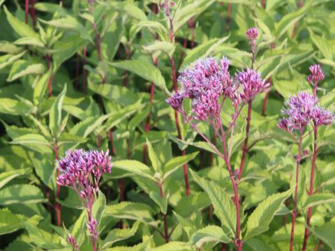 Eupatorium dubium 'Baby Joe' PBR