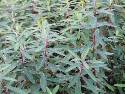 Euphorbia griffithii 'Beauty Orange'